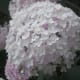 top-low-maintenance-perennials-with-beautiful-flowers