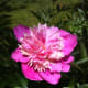 Two-tone pink peony.