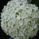 top-low-maintenance-perennials-with-beautiful-flowers