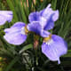 top-low-maintenance-perennials-with-beautiful-flowers