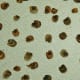 After removing the chaff, arrange seeds on paper towels to dry. Because hollyhock seeds are large, it may take a week to dry them well before storing them. Don't leave them out too long, however, as they'll soak up moisture from the air.