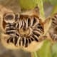 Hollyhock seeds are large and have fairly tough seed coats.