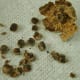 Break open the pods, releasing the hollyhock seeds. After they're released from the pod, hollyhock seeds tend to stick together; however, they're easily separated with your fingernails.
