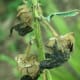 If the flowers are allowed to wither and dry on the stalk, hollyhocks will seed themselves.