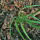 A new transplanted clump.