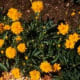 Tickseed Coreopsis