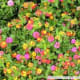 Beautiful Lantana.