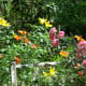 Daylilies don't mind the sunflower seed hulls.