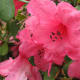 A shade of pink is the most common color of rhododendrons where I live.