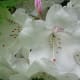 White flowers speckled with pink