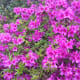 A pink azalea