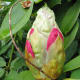 I love buds because they contain so much potential.