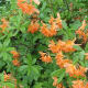 Another azalea after a rain shower
