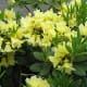 Yellow flowers are lovely to see.