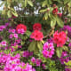 A rhododendron and an azalea