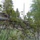 The Virginia Creeper as it begins world domination - from the top of your fence.