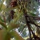 Now that Virginia has her feelers around the branch, this conifer is doomed.