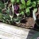 The Iris is soon going to have visitors, as you can just see from the vine's creeping rootstalk.