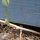 peekaboo - coming from UNDER your deck? But...but...the vine is 30 feet away. Impossible! Not with the Virginia creeper it isn't.