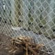 Remember, after the backhoe takes the roots out, paste the remaining roots with Roundup or some such. At the top of the picture, through the wooden fence, is your neighbour's pool, and you don't want the creeper creeping up through that, do you?