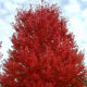 Flame Amur maple