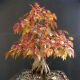 Amur maple as bonsai