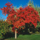 Amur maple as ornamental plant