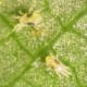Two spotted spider mites