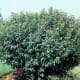 Compact Amur Maple