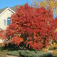 Amur maple as privacy screens