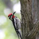 Yellow-bellied sapsucker
