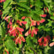 Red wing Amur maples