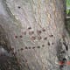 Yellow-bellied sapsucker holes are in lines