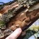 Wood borers on sugar maple