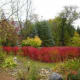 Amur maple as hedges