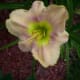 Graceland Daylily