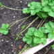 Strawberry plant
