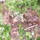 I believe these are a lilac bush, evergreen tree, and walnut tree, which were all intertwined and growing as one.