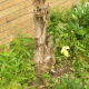 At the side of the garage. The top is dead, but the bottom continues to produce new shoots.