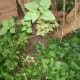 The other side of the lilac tree which hid another treated weed tree.