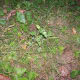 Sapling, weed tree in the lawn