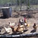 Happy chickens