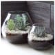 Indoor terrarium succulent gardens. If there is no hole, some absorbent matter should be put into the bottom with the pebbles/rocks.