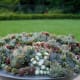 A nice big pot filled with different varieties of succulents looks great on a deck.