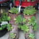 Rather than throw out old boots, recycle them as succulent planters!