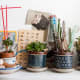 Mug succulents using Mediterranean-style colors look great on a desk or in a study.