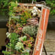 This old Coca-Cola crate has a useful second life as a miniature succulent garden.