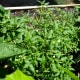 Here's an aerial view of one of the patio grown pequin pepper plants from 2013. The foliage of these plants is much smaller and thinner than most other pepper varieties.