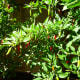 This photo depicts the different stages of ripeness for pequin peppers.