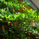One of the pequin pepper plants loaded with ripe chillies. Notice the chillies are pointed down on this particular plant.